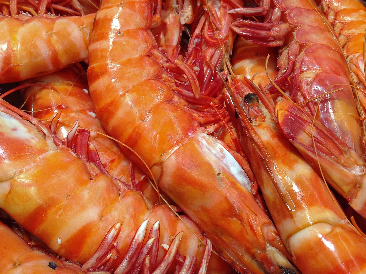 shrimp, seafood, fishing