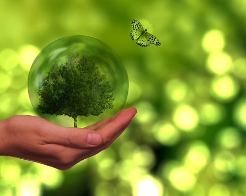 tree, butterfly, globe